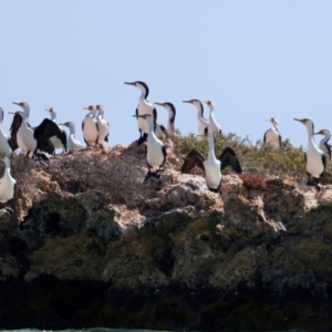 Phalacrocorax varius at Houtman Abrolhos, WA - 17 Apr 2024