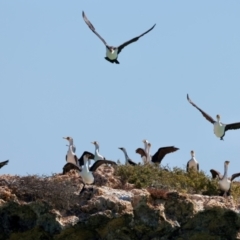 Phalacrocorax varius at Houtman Abrolhos, WA - 17 Apr 2024 02:59 PM