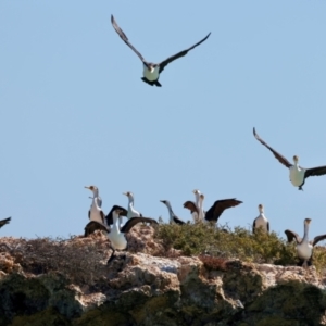 Phalacrocorax varius at Houtman Abrolhos, WA - 17 Apr 2024