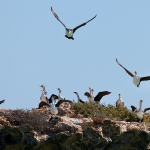 Phalacrocorax varius at Houtman Abrolhos, WA - 17 Apr 2024 02:59 PM