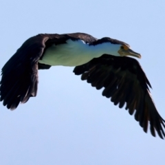 Phalacrocorax varius at Houtman Abrolhos, WA - 17 Apr 2024