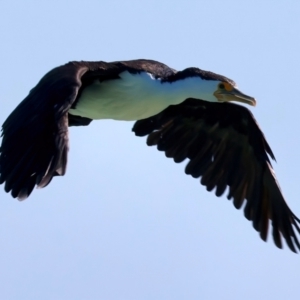 Phalacrocorax varius at Houtman Abrolhos, WA - 17 Apr 2024