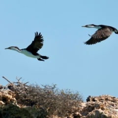 Phalacrocorax varius at Houtman Abrolhos, WA - 17 Apr 2024