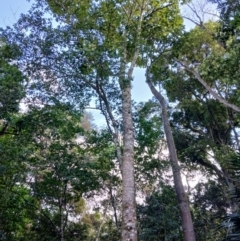 Gmelina leichhardtii (White Beech) at Jamberoo, NSW - 12 Aug 2024 by plants