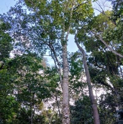 Gmelina leichhardtii (White Beech) at Jamberoo, NSW - 11 Aug 2024 by plants