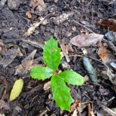 Gmelina leichhardtii at Jamberoo, NSW - 12 Aug 2024 09:48 AM