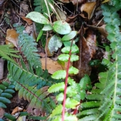 Blechnum parrisiae at Jamberoo, NSW - 12 Aug 2024 by plants