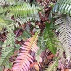 Blechnum parrisiae at Jamberoo, NSW - 12 Aug 2024