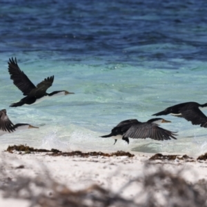 Phalacrocorax varius at Houtman Abrolhos, WA - 17 Apr 2024