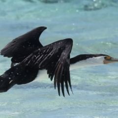 Phalacrocorax varius at Houtman Abrolhos, WA - 17 Apr 2024