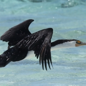 Phalacrocorax varius at Houtman Abrolhos, WA - 17 Apr 2024