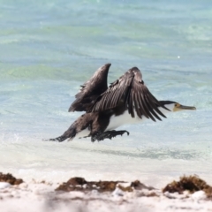 Phalacrocorax varius at Houtman Abrolhos, WA - 17 Apr 2024