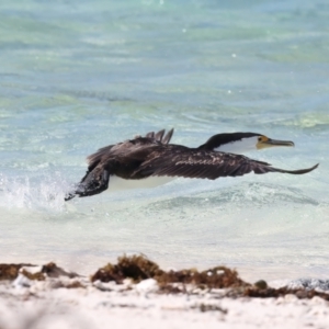 Phalacrocorax varius at Houtman Abrolhos, WA - 17 Apr 2024