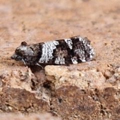 Lepidoscia heliochares (Lepidoscia heliochares) at Lyneham, ACT - 20 Aug 2024 by trevorpreston