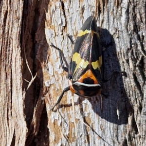 Eurymeloides pulchra at Lyneham, ACT - 21 Aug 2024