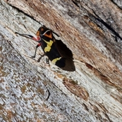 Eurymeloides pulchra at Lyneham, ACT - 21 Aug 2024