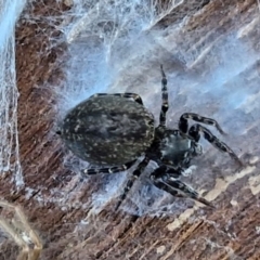 Unverified Jumping or peacock spider (Salticidae) at Lyneham, ACT - 21 Aug 2024 by trevorpreston