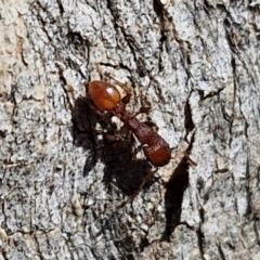 Podomyrma sp. (genus) (Muscleman Tree Ant) at Lyneham, ACT - 21 Aug 2024 by trevorpreston