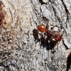 Podomyrma sp. (genus) at Lyneham, ACT - 21 Aug 2024 12:51 PM