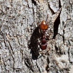 Podomyrma sp. (genus) at Lyneham, ACT - 21 Aug 2024 12:51 PM