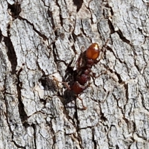 Podomyrma sp. (genus) at Lyneham, ACT - 21 Aug 2024 12:51 PM