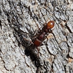 Podomyrma sp. (genus) at Lyneham, ACT - 21 Aug 2024 12:51 PM