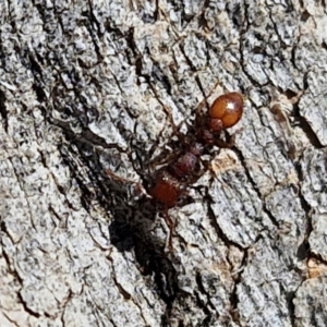 Podomyrma sp. (genus) at Lyneham, ACT - 21 Aug 2024 12:51 PM