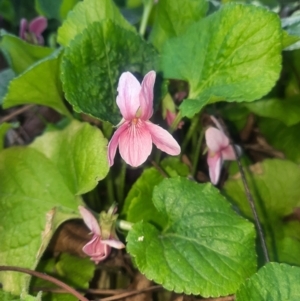 Viola odorata at Richardson, ACT - 21 Aug 2024