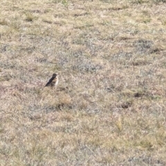 Anthus australis (Australian Pipit) at Lawson, ACT - 21 Aug 2024 by mroseby