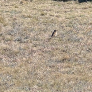 Anthus australis at Lawson, ACT - 21 Aug 2024