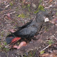 Calyptorhynchus banksii (Red-tailed Black-cockatoo) at Lyalls Mill, WA - 14 Aug 2011 by MB