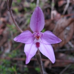 Caladenia reptans (Little Pink Fairies) at Grimwade, WA - 16 Aug 2011 by MB