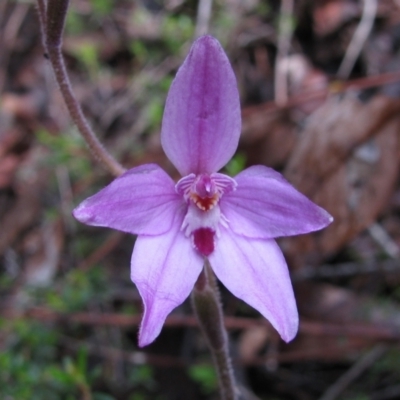 Caladenia reptans (Little Pink Fairies) at Grimwade, WA - 16 Aug 2011 by MB