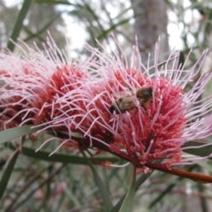 Hakea laurina (Pincushion Hakea) at Balingup, WA - 17 Aug 2011 by MB