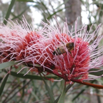Hakea laurina (Pincushion Hakea) at Balingup, WA - 17 Aug 2011 by MB
