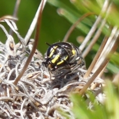 Hylaeus (Macrohylaeus) alcyoneus (Hylaeine colletid bee) at Braemar, NSW - 21 Aug 2024 by Curiosity