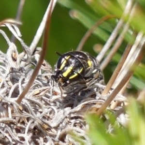 Hylaeus (Macrohylaeus) alcyoneus at Braemar, NSW - 21 Aug 2024