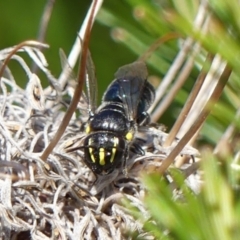 Hylaeus (Macrohylaeus) alcyoneus at Braemar, NSW - 21 Aug 2024