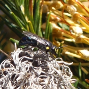 Hylaeus (Macrohylaeus) alcyoneus at Braemar, NSW - 21 Aug 2024