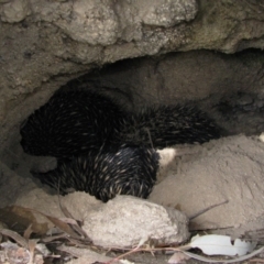 Tachyglossus aculeatus (Short-beaked Echidna) at Bumbalong, NSW - 4 Jul 2011 by MB