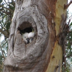 Cacatua galerita (Sulphur-crested Cockatoo) at Aranda, ACT - 20 Mar 2011 by MB