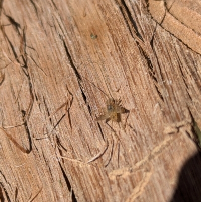 Eurepa marginipennis (Mottled bush cricket) at Evatt, ACT - 21 Aug 2024 by rbannister