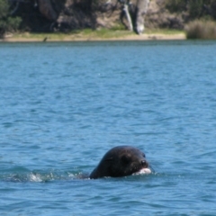 Arctocephalus pusillus doriferus (Australian Fur-seal) at Wingan River, VIC - 23 Jan 2011 by MB