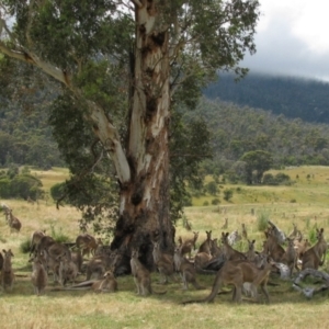 Macropus giganteus at Rendezvous Creek, ACT - 3 Jan 2011 11:16 AM