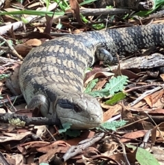 Tiliqua scincoides scincoides (Eastern Blue-tongue) at Hughes, ACT - 20 Aug 2024 by KL