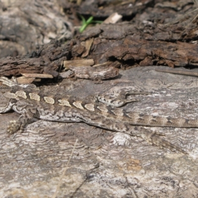 Amphibolurus muricatus (Jacky Lizard) at Rendezvous Creek, ACT - 3 Jan 2011 by MB