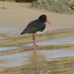 Haematopus longirostris (Australian Pied Oystercatcher) at Tamboon, VIC - 24 Jan 2011 by MB