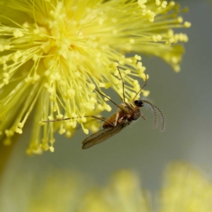 Cecidomyiidae (family) at Hall, ACT - 19 Aug 2024