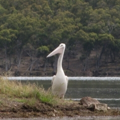 Pelecanus conspicillatus (Australian Pelican) at Woolgarlo, NSW - 25 Nov 2010 by MB