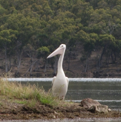 Pelecanus conspicillatus (Australian Pelican) at Woolgarlo, NSW - 26 Nov 2010 by MB
